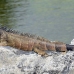 iguana_green_tf_gc_h_0084_cay1001.jpg